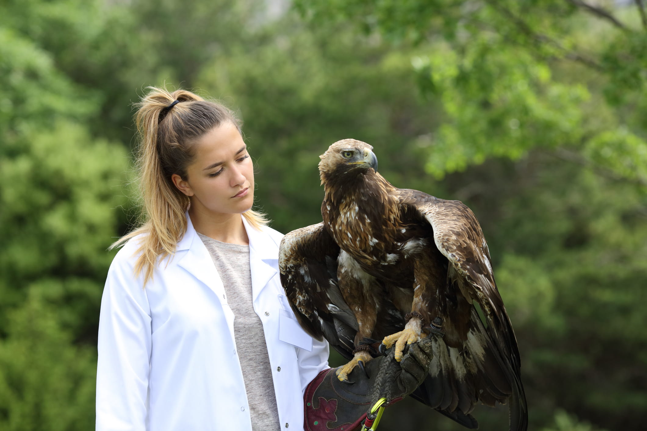Vet holding a golden eagle.